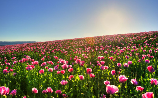 506110 (a): :2560x1600
